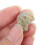 Shell Paleontologia Didattica Attrezzatura 11