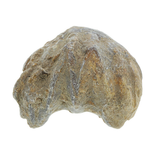 Shell Paleontologia Didattica Attrezzatura 2