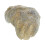 Shell Paleontologia Didattica Attrezzatura 4
