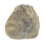 Shell Paleontologia Didattica Attrezzatura 2
