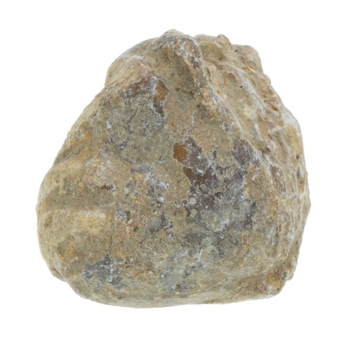 Shell Paleontologia Didattica Attrezzatura 1