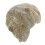 Shell Paleontologia Didattica Attrezzatura 6