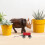 Miniatura De Carrinhos De Ferro Para Exterior 10