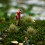 Conjunto De Grama Simulada Miniatura Para Paisagem 5