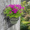 Indoor &outdoor Wall-mounted Flower Pot Hook 4