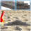 50 Pezzi Mattoncini Simulati Fai Da Te Per Miniature Case 9