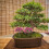 10 Pezzi Albero Da Sabbia Per Decorazione Micro-Paesaggio 11