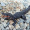 1 Kaprosuchus Plástico Decoração Escritório Crianças 4