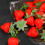 10 Unidades Artificial Imitación Decoración 11