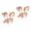 6 Unidades Kit -Cabeça Animal 3D Educativos 8