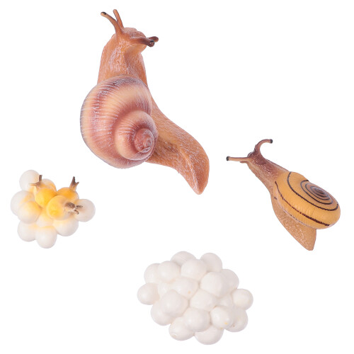 Conjunto De Animais Plástico Simulado Ciclo De 1