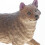 Mini De Plástico, Decoração Animal Selvagem 7