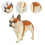 2 Unidades Mini Cachorro Pé 3