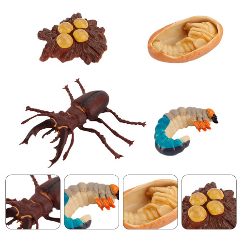 4pcs Simulation Insect Growth Ornaments Insect Display Models For Kids 2