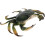 Realistic Plastic Crab Model For Educational Use 11