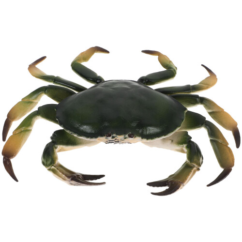 Realistic Plastic Crab Model For Educational Use 1