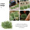 50 Pezzi Micro Paesaggio Grappoli Decorazione 10