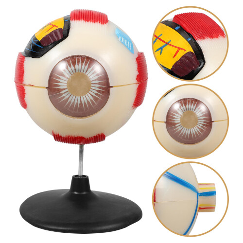 Eye Anatomical Model 6X Enlarged Teaching Display 2