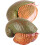 2Pcs Simulation Snail Figurine Educational Animal Model Toy 8