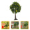 3 Pezzi Albero Miniatura 15 Cm in con Frutti Artificiali 11