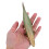 Atractosteus Spatula In 4