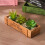 Garden Decors Troughs Decorative Pots Succulents Boxes-5 7