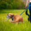 Muzzle Para Perros Protector Antimordeduras Malla Ajustable 7