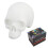 Silicone Skull Tattoo Practice Model 10.5x7.5cm Realistic Design 2