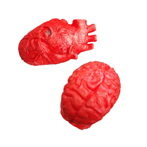 Simulation Heart Brains Flexible Silicone Models-Style A