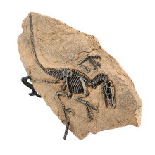 Educational Dinosaur Fossil Skeleton Replica Resin Statue for Office & Learning