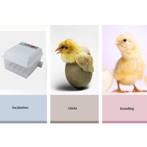 12 Eggs ABS Foam Incubator with Auto Temp & Humidity Control for Poultry 2
