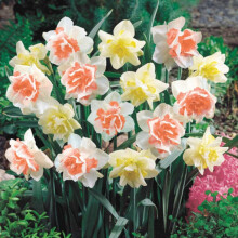 Daffodil Bulbs Mix For Planting Now UK Perennial Fragrant Natural Organic Landscape Design 4 Bulbs B
