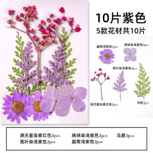 Kollektion av torkade pressade blommor, perfekt för att tillverka resinsmycken, inkluderar naturliga blommor och vakuumförpackning för säker