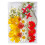 Multi Colored Pressed Dry Flower Collection-Golden Fountain 1