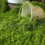 Artificial Decorative Moss for Christmas Terrariums-Light Green 7