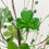 Charming Irish Rice Bead Burlap Tree Artificial Plant-A09182 7