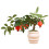 Présentoir de bonsaï d'arbre fruitier en plastique,-grenadier 1