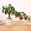 Présentoir de bonsaï d'arbre fruitier en plastique,-grenadier 6