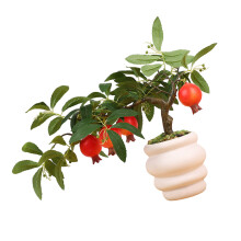 Realistische Obstbaum-Bonsais, künstliche-Granatapfelbaum