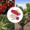 Γυναικεία είδη κήπου, ανθεκτικά γάντια κηπουρικής με επίστρωση λάτεξ και 4