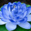 Realistic Artificial Floating Flower with Leaf For Tank-Purple 5