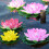 27cm Durable Faux Water Lilies Decoration Table-Blue 6