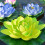 27cm Durable Faux Water Lilies Decoration Table-Blue 7