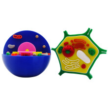 Educational Animal Plant Cell Anatomy Model Animal and Plant-A