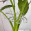 Transparents Plant Stem Support Holder For Vegetables Seedlings 7