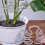 Transparents Plant Stem Support Holder For Vegetables Seedlings 4