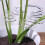 Transparents Plant Stem Support Holder For Vegetables Seedlings 2