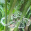 Transparents Plant Stem Support Holder For Vegetables Seedlings 6