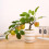 Artificial Fruit Tree Bonsais Decoration for-pomegranate tree 5