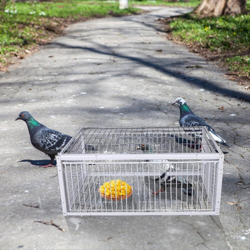 Auto Trap Bird Cage bird Entry Only No Exit Thickened Encrypted Automatic Pigeon 1